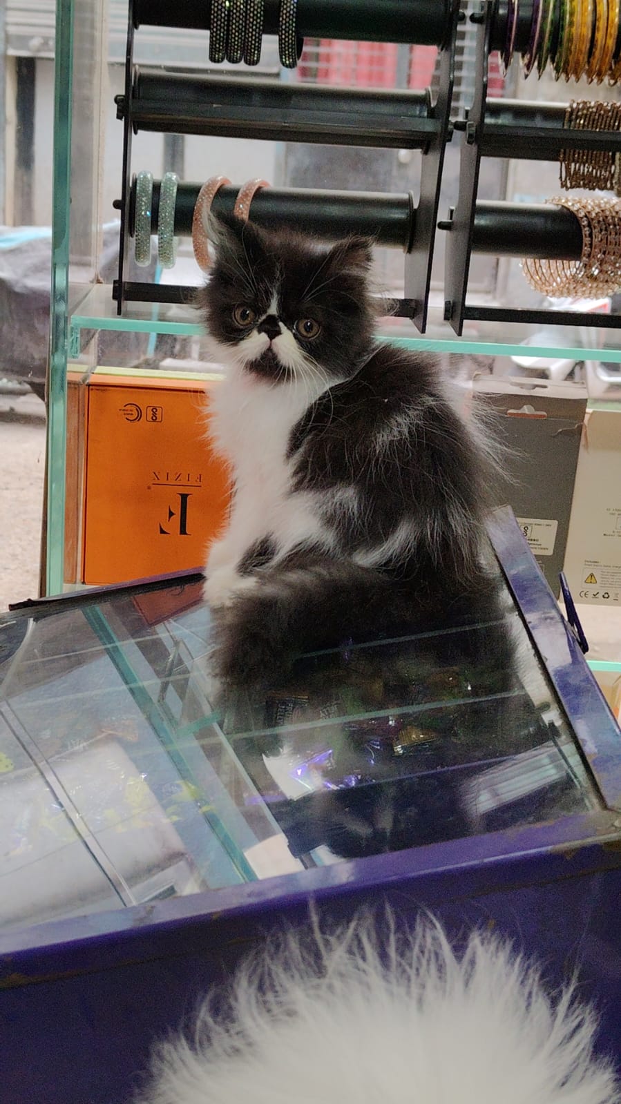 PERSIAN BLACK WHITE PERSIAN BLACK WHITE
