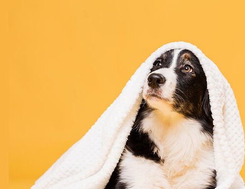 Best Pet Shop in Ahmedabad for Puppies, Kittens & Birds