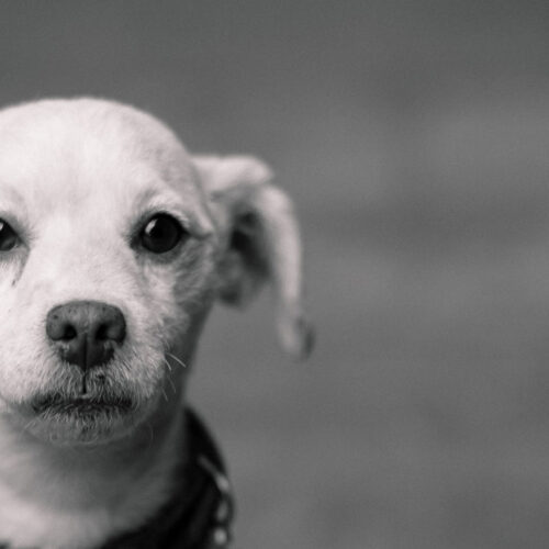 Buy Healthy Puppies and Kittens in Ahmedabad – Complete Guide