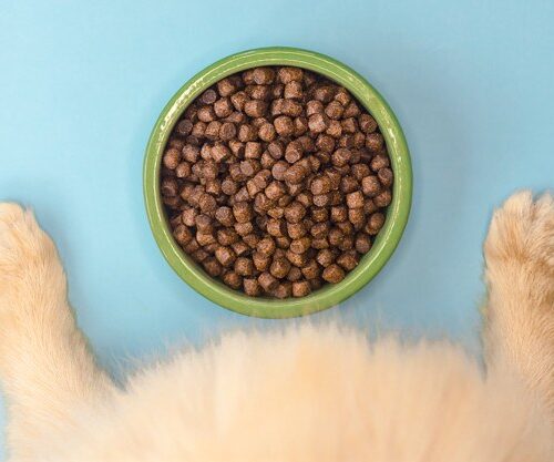 Pet Accessories Store in Ahmedabad – Everything Your Pet Needs