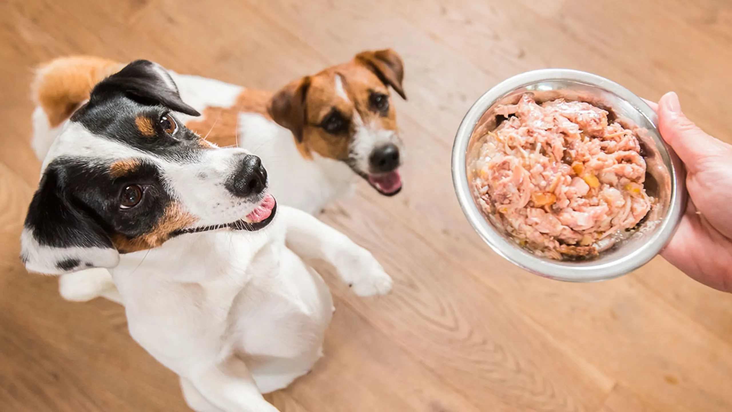 Dog Gravy