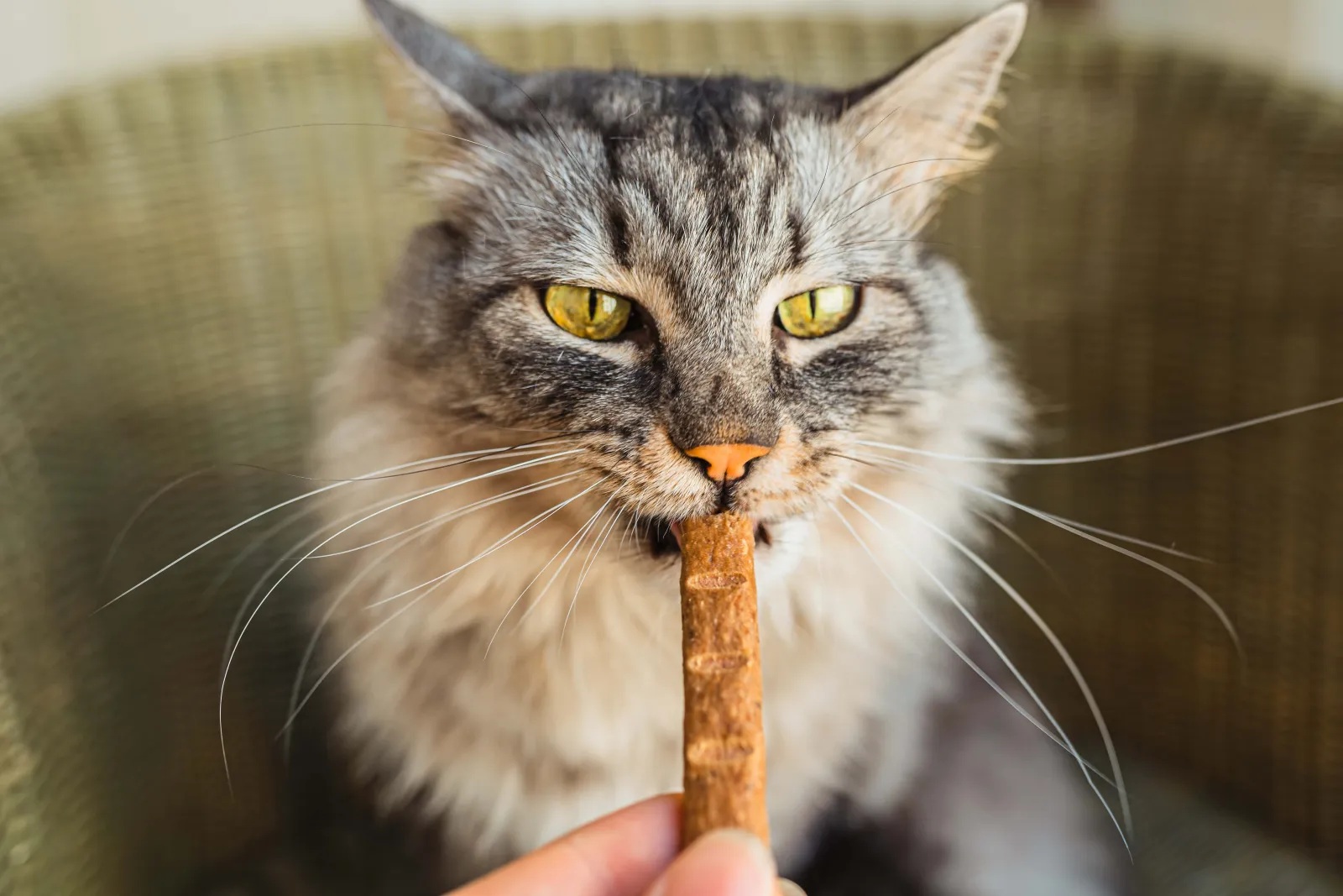 Cat Treat
