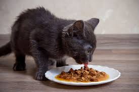 Cat Gravy