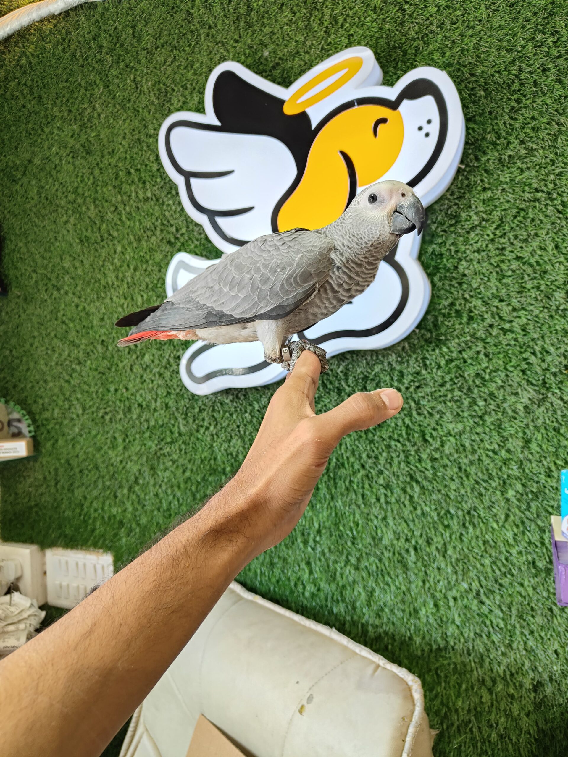 AFR. GREY2 AFR. GREY2