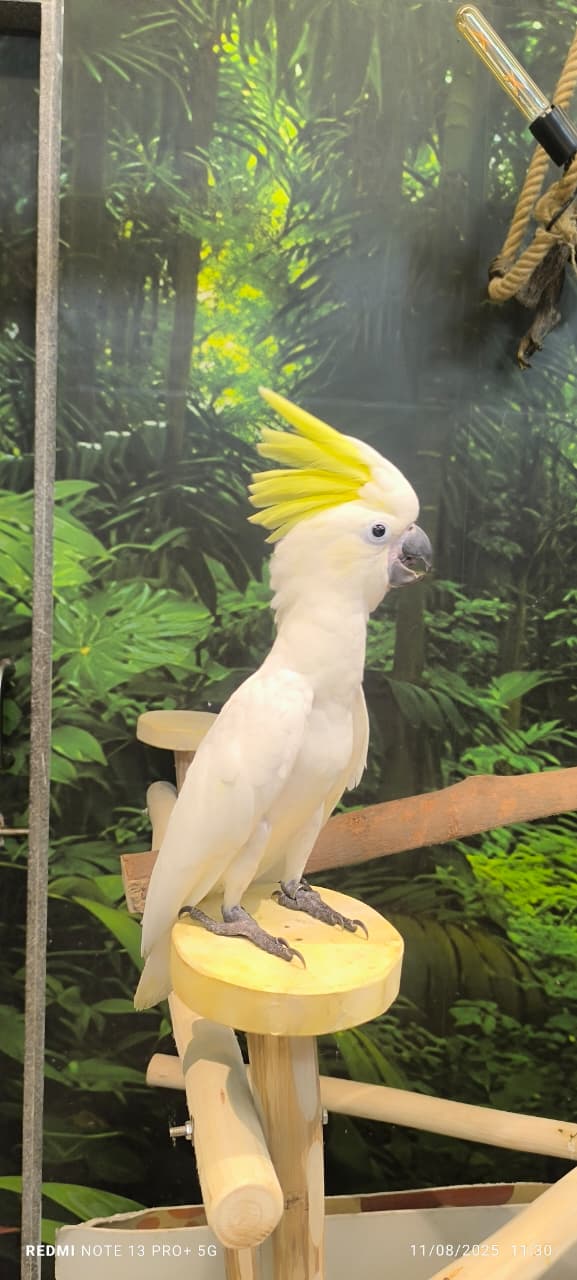 COCKATOO 3 COCKATOO 3