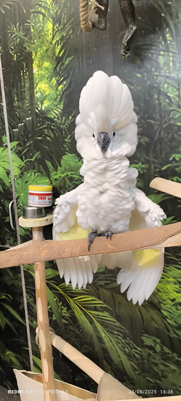 COCKATOO COCKATOO