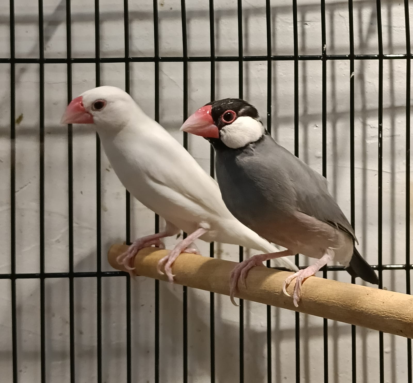 JAVA FINCH 1 JAVA FINCH 1