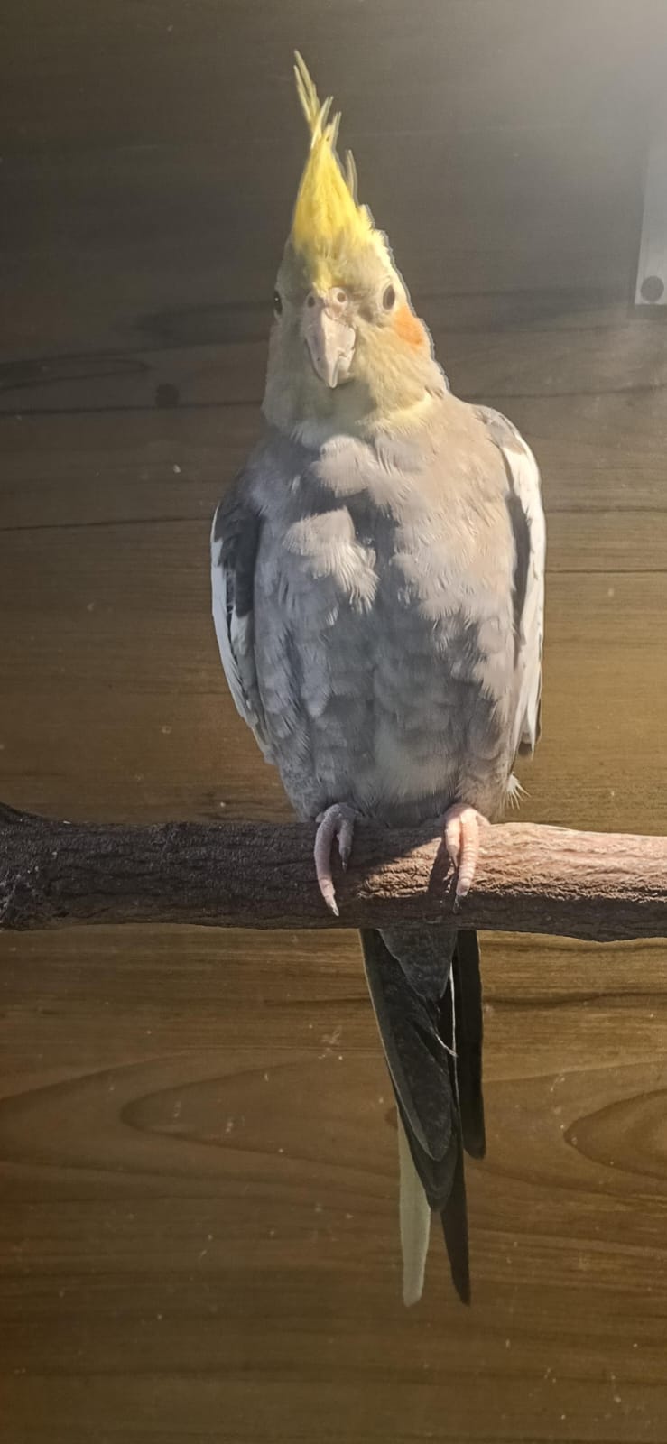 PEACHLESS COCKTAIL 1 PEACHLESS COCKTAIL 1