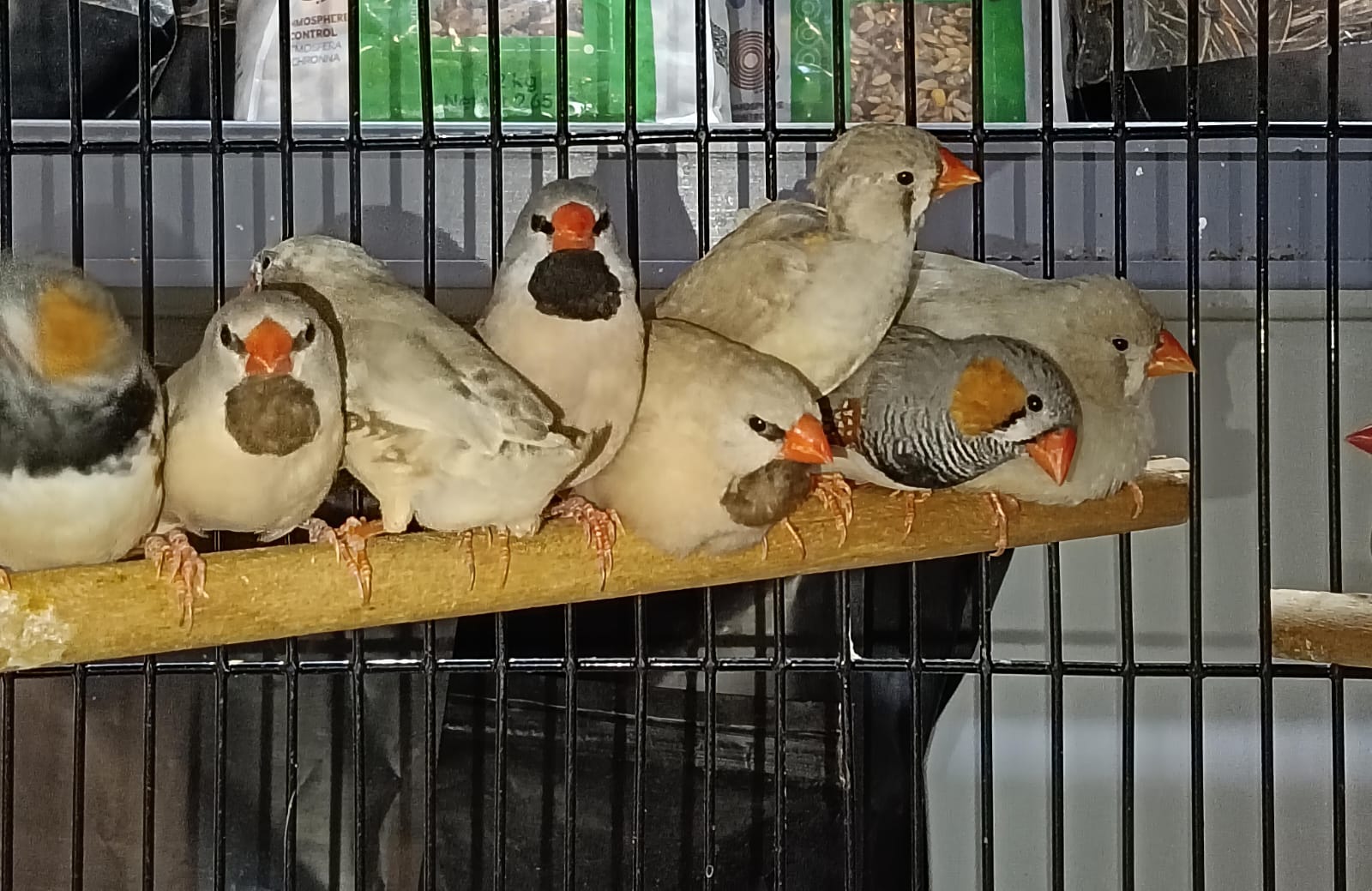 ZEBRA FINCH 2 ZEBRA FINCH 2